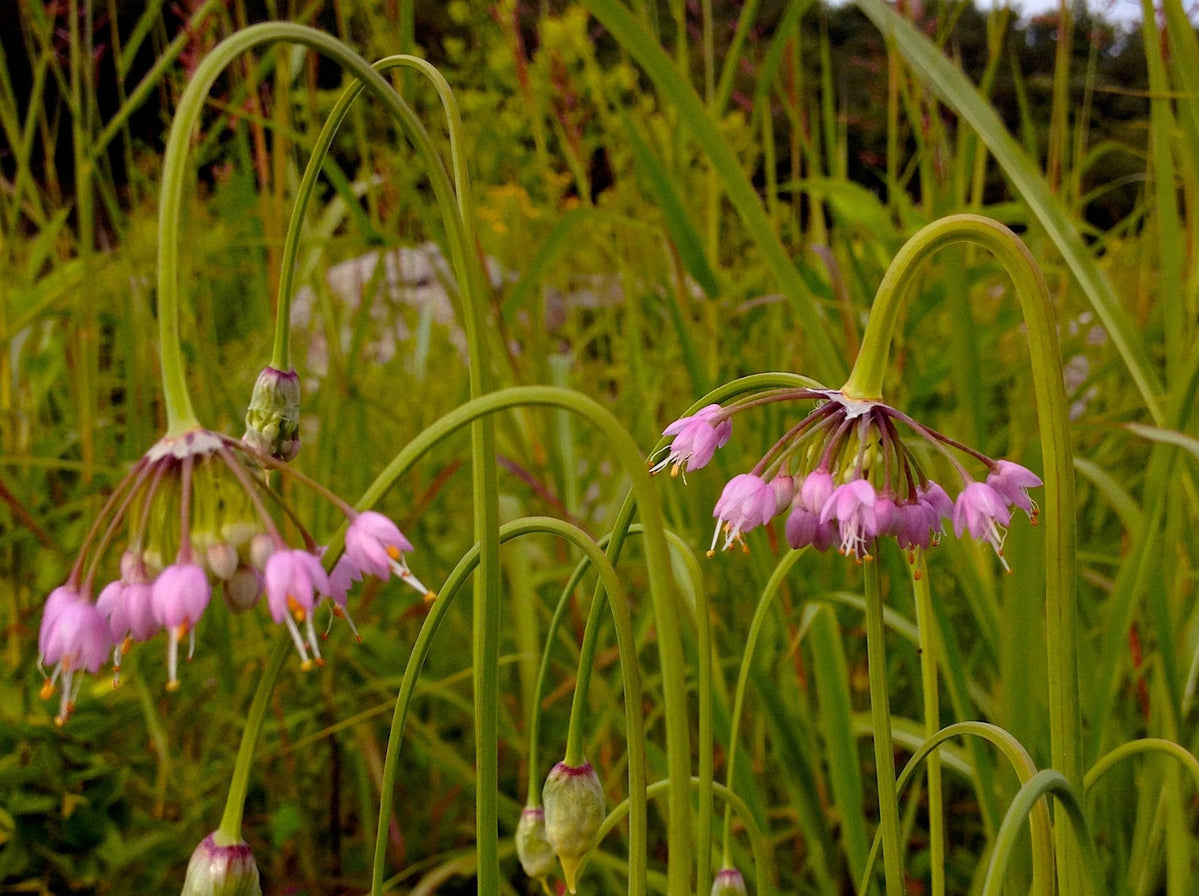 Nodding Pink Onion Bulb-Stems (Allium Cernuum) Pre-Order Now for Fall ...