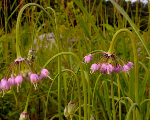 Nodding Pink Onion Bulb - Stems (Allium Cernuum) Pre - Order Now for Fall 2024 (10 Ct.) - Northwest Meadowscapes