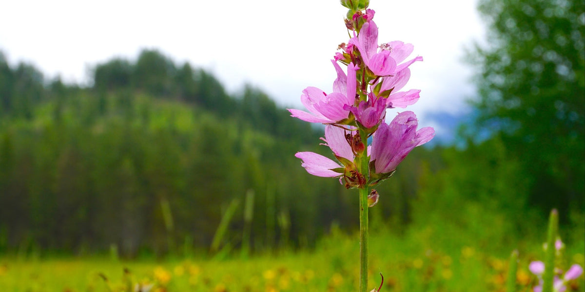 oregon wildflowers seeds Oregon Checkermallow Seeds (Sidalcea oregana) — Northwest Meadowscapes