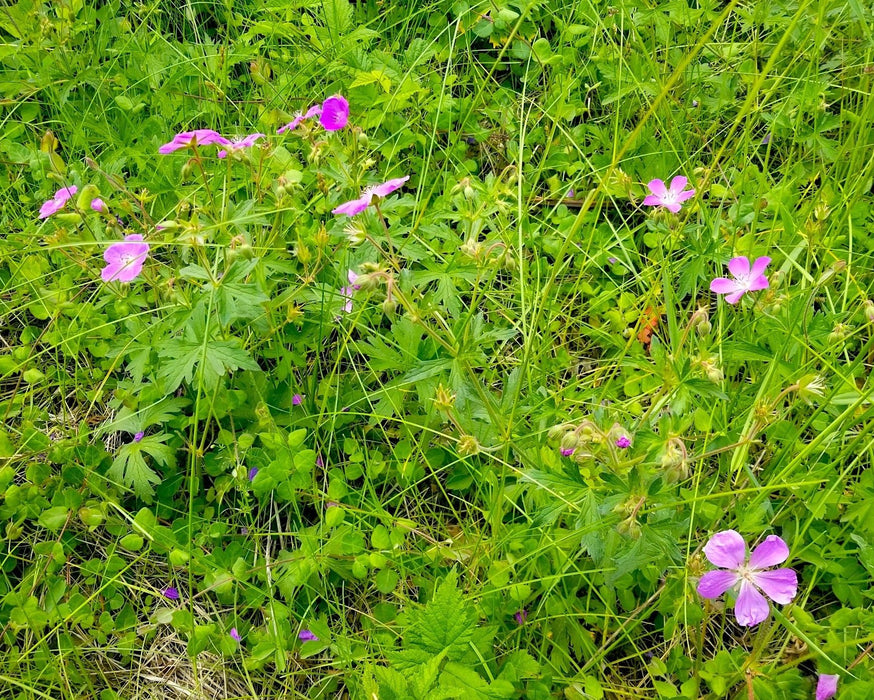 Oregon Geranium Seeds (Geranium oreganum) - Northwest Meadowscapes
