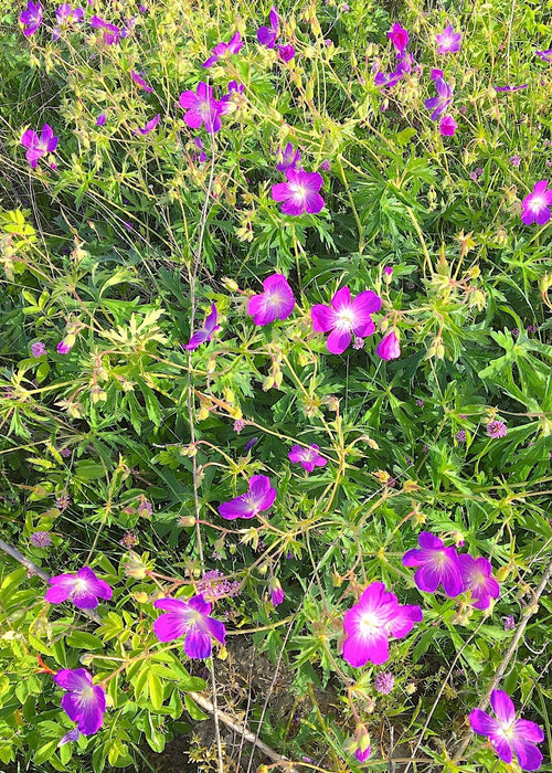 Oregon Geranium Seeds (Geranium oreganum) - Northwest Meadowscapes