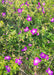 Oregon Geranium Seeds (Geranium oreganum) - Northwest Meadowscapes