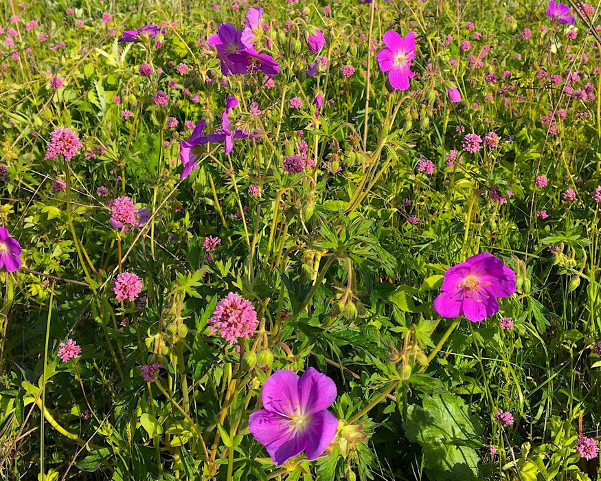 Oregon Geranium Seeds (Geranium oreganum) - Northwest Meadowscapes