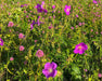 Oregon Geranium Seeds (Geranium oreganum) - Northwest Meadowscapes