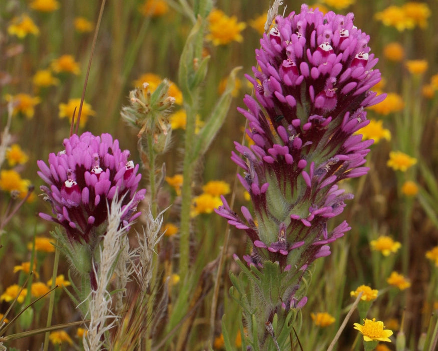 Owl’s Clover Seed (Castilleja exserta) - Northwest Meadowscapes