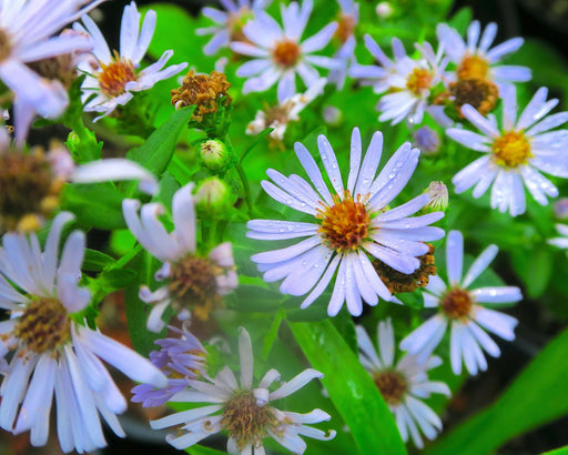 Pacific Aster Seeds (Symphyotrichum chilense) - Northwest Meadowscapes