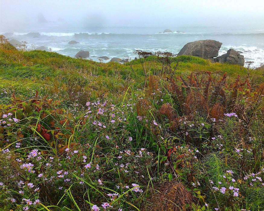 Pacific Aster Seeds (Symphyotrichum chilense) - Northwest Meadowscapes