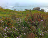 Pacific Aster Seeds (Symphyotrichum chilense) - Northwest Meadowscapes
