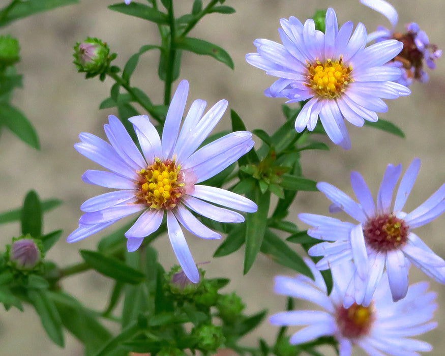 Pacific Aster Seeds (Symphyotrichum chilense)