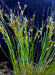 Path Rush Seeds (Juncus tenuis) - Northwest Meadowscapes