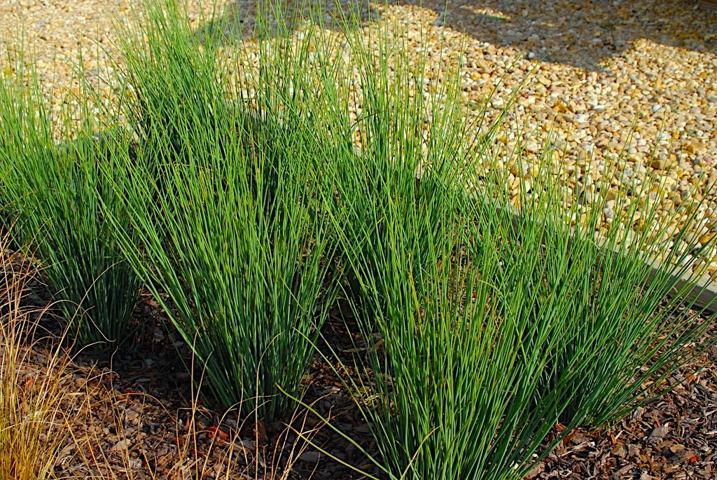 Path Rush Seeds (Juncus tenuis) - Northwest Meadowscapes