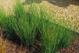 Path Rush Seeds (Juncus tenuis) - Northwest Meadowscapes