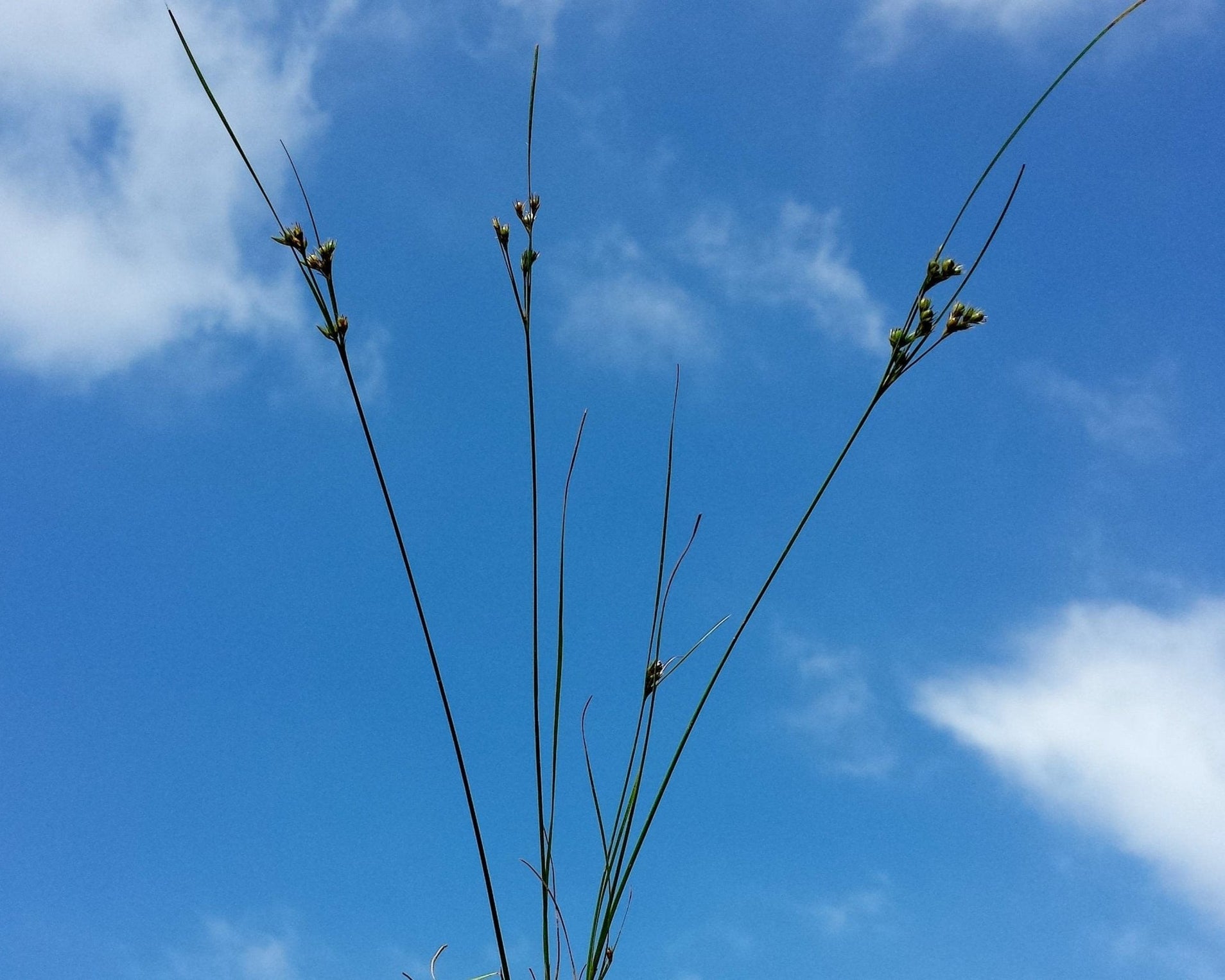 Path Rush Seeds (Juncus tenuis) — Northwest Meadowscapes