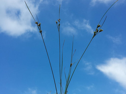 Path Rush Seeds (Juncus tenuis) - Northwest Meadowscapes
