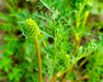 Prairie Burnet Seeds (Sanguisorba annua) - Northwest Meadowscapes