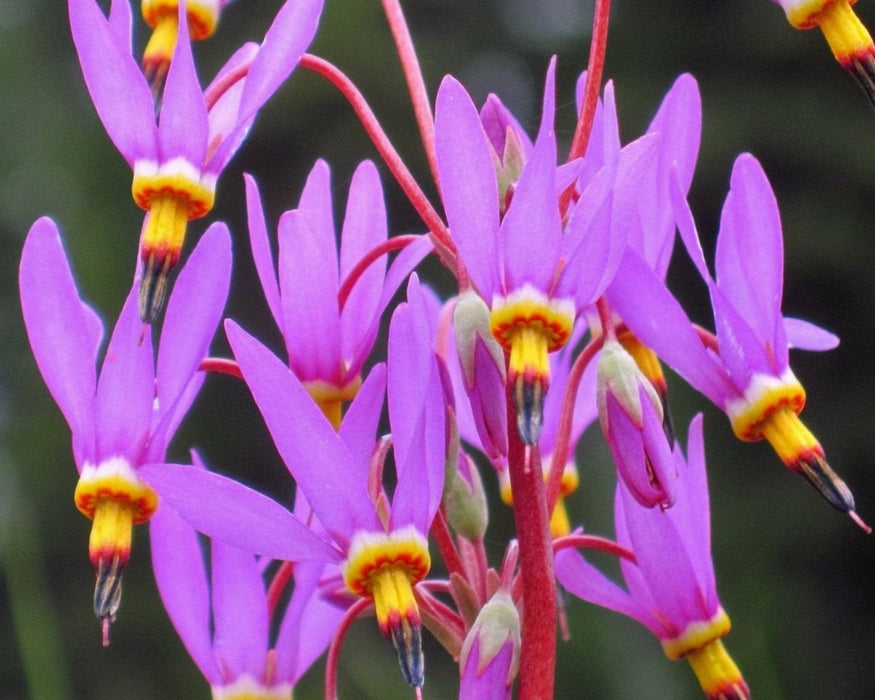 star flower seeds Prairie Shooting Star Seeds (Dodecatheon pulchellum)