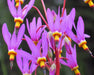 Prairie Shooting Star Seeds (Dodecatheon pulchellum) - Northwest Meadowscapes