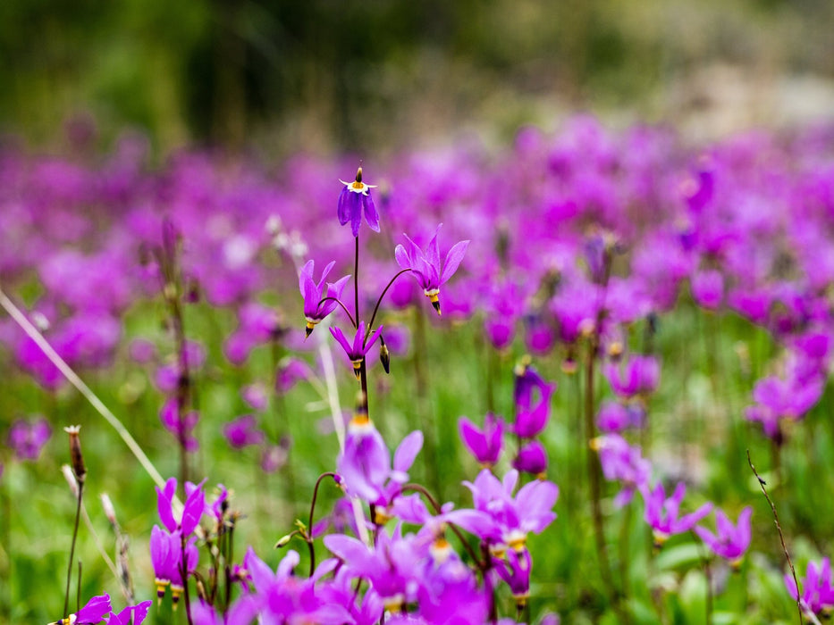 seed shooting plant Prairie Shooting Star Seeds (Dodecatheon pulchellum) — Northwest Meadowscapes