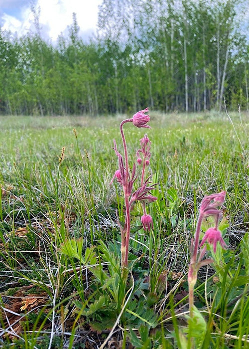 Prairie Smoke Seeds (Geum triflorum) - Northwest Meadowscapes