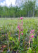 Prairie Smoke Seeds (Geum triflorum) - Northwest Meadowscapes
