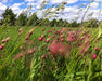 Prairie Smoke Seeds (Geum triflorum) - Northwest Meadowscapes