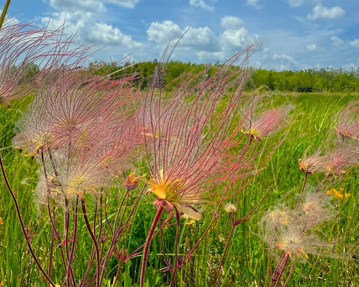 Prairie Smoke Seeds (Geum triflorum) - Northwest Meadowscapes