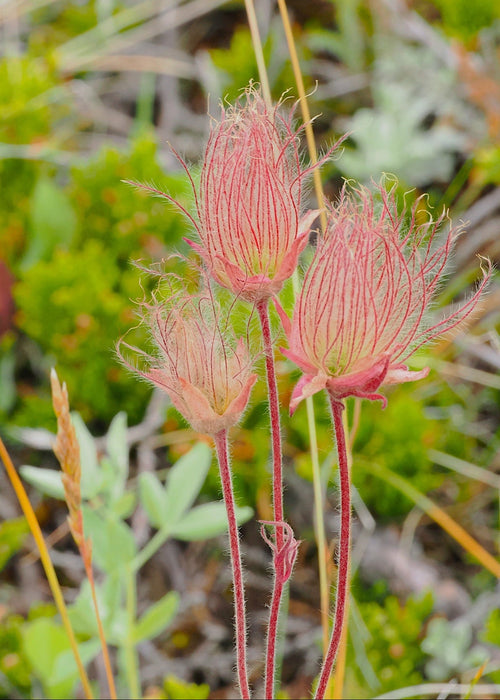 Prairie Smoke Seeds (Geum triflorum) - Northwest Meadowscapes