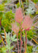 Prairie Smoke Seeds (Geum triflorum) - Northwest Meadowscapes
