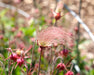 Prairie Smoke Seeds (Geum triflorum) - Northwest Meadowscapes