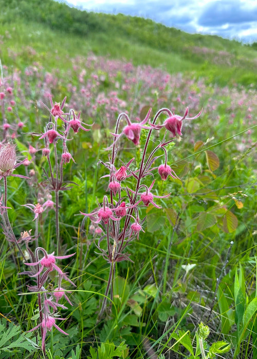 Prairie Smoke Seeds (Geum triflorum) - Northwest Meadowscapes