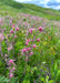Prairie Smoke Seeds (Geum triflorum) - Northwest Meadowscapes