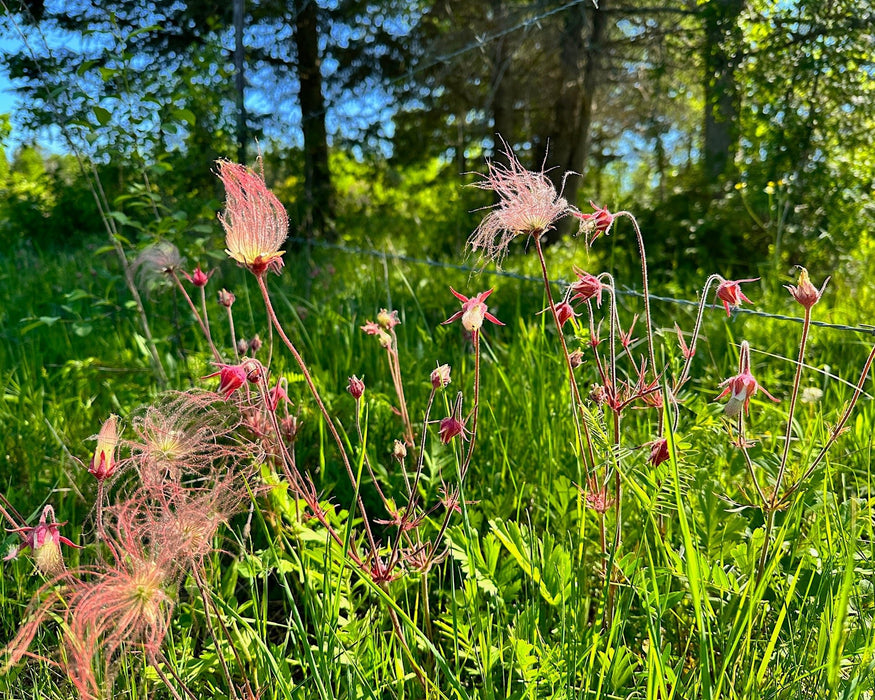 Prairie Smoke Seeds (Geum triflorum) - Northwest Meadowscapes