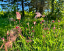 Prairie Smoke Seeds (Geum triflorum) - Northwest Meadowscapes