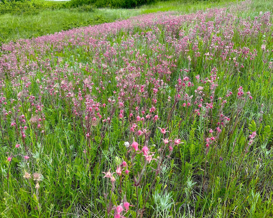 Prairie Smoke Seeds (Geum triflorum) - Northwest Meadowscapes