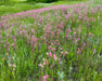 Prairie Smoke Seeds (Geum triflorum) - Northwest Meadowscapes