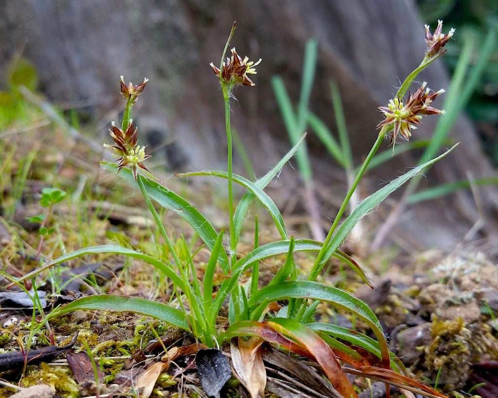 prairie plant seeds Prairie Woodrush Seeds (Luzula macrantha) — Northwest Meadowscapes