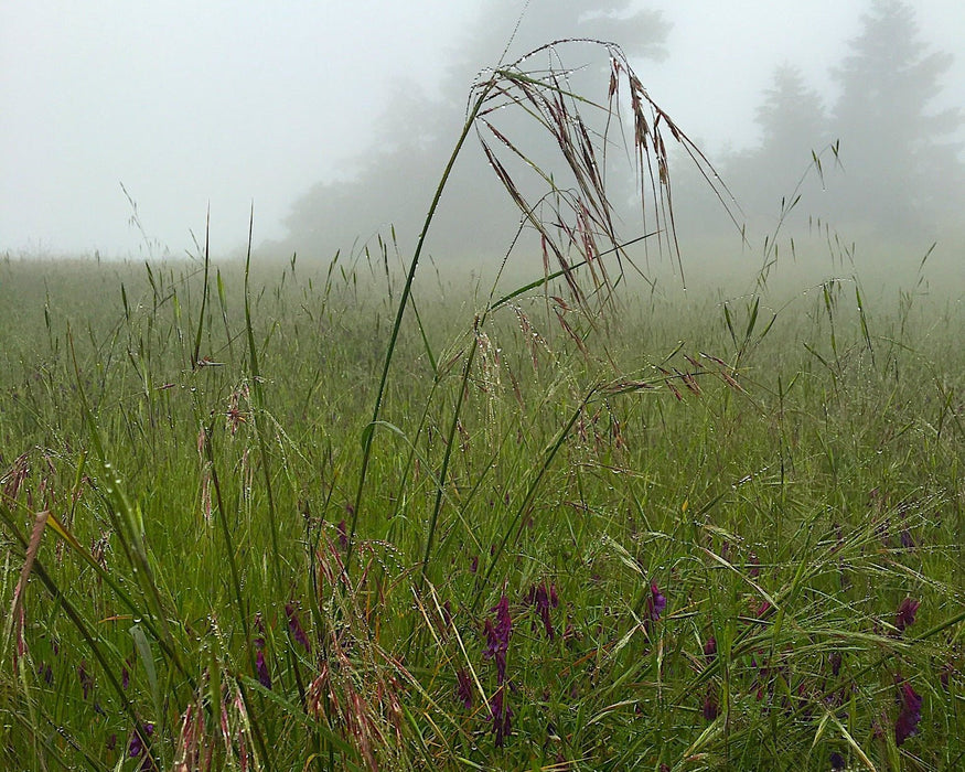 Purple Needlegrass Seeds (Nassella pulchra) - Northwest Meadowscapes