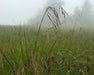 Purple Needlegrass Seeds (Nassella pulchra) - Northwest Meadowscapes