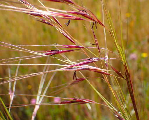 Purple Needlegrass Seeds (Nassella pulchra) - Northwest Meadowscapes
