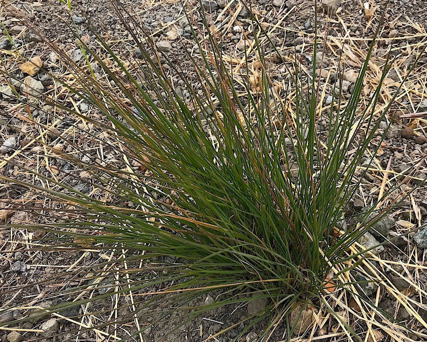 Purple Needlegrass Seeds (Nassella pulchra) - Northwest Meadowscapes