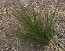 Purple Needlegrass Seeds (Nassella pulchra) - Northwest Meadowscapes