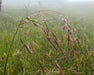 Purple Needlegrass Seeds (Nassella pulchra) - Northwest Meadowscapes