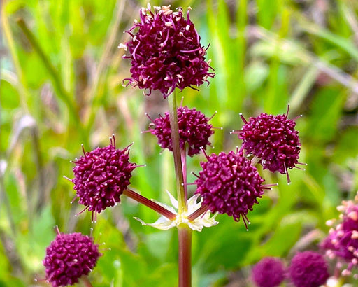 Purple Sanicle Seeds (Sanicula bipinnatifida) - Northwest Meadowscapes
