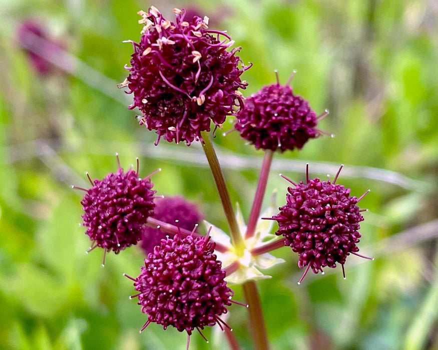 Purple Sanicle Seeds (Sanicula bipinnatifida) - Northwest Meadowscapes
