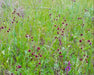 Purple Sanicle Seeds (Sanicula bipinnatifida) - Northwest Meadowscapes