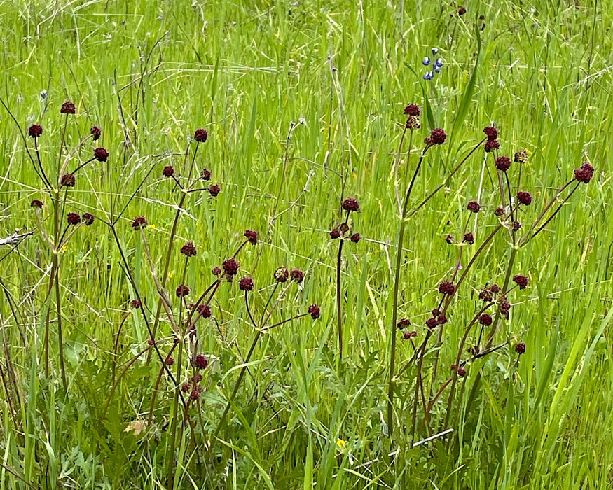Purple Sanicle Seeds (Sanicula bipinnatifida) - Northwest Meadowscapes