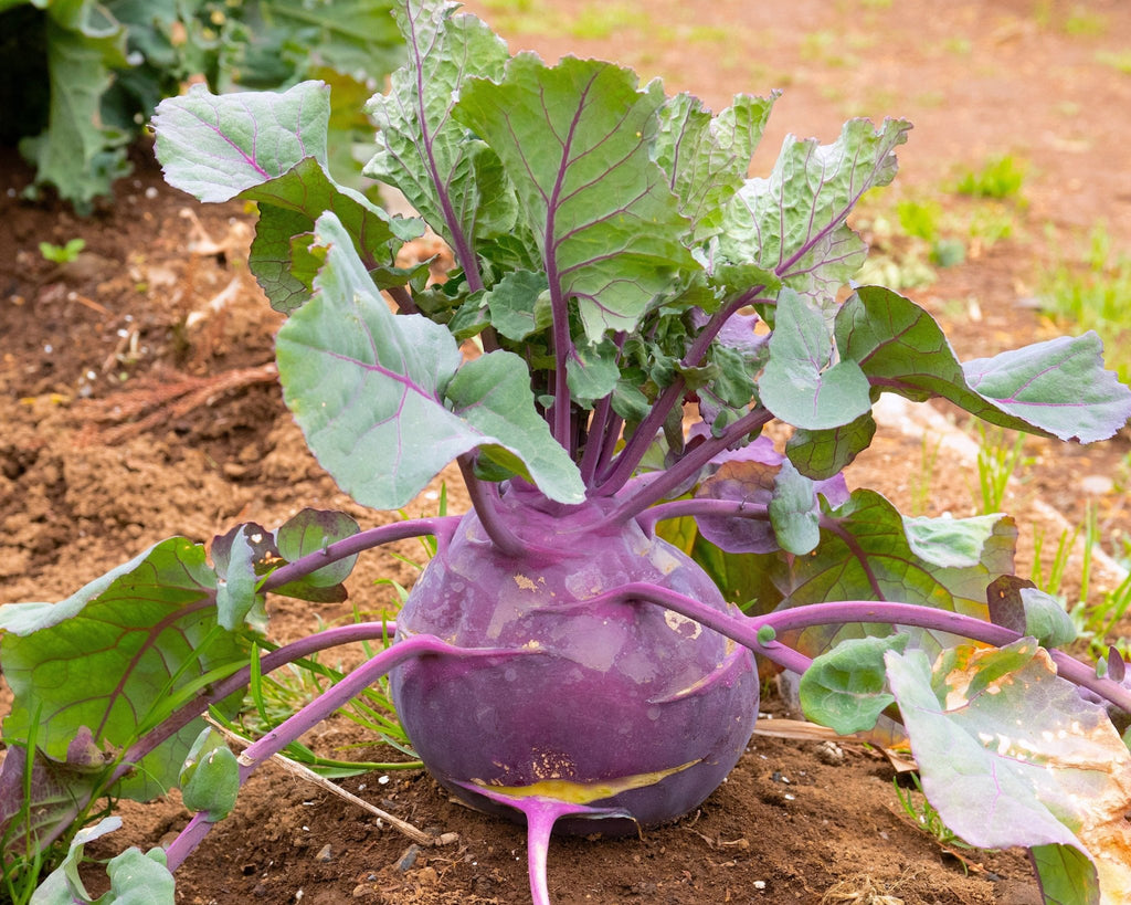 Purple Vienna Kohlrabi Seeds — Northwest Meadowscapes