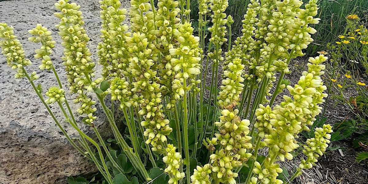 Roundleaf Alumroot Seeds (Heuchera cylindrica) — Northwest Meadowscapes