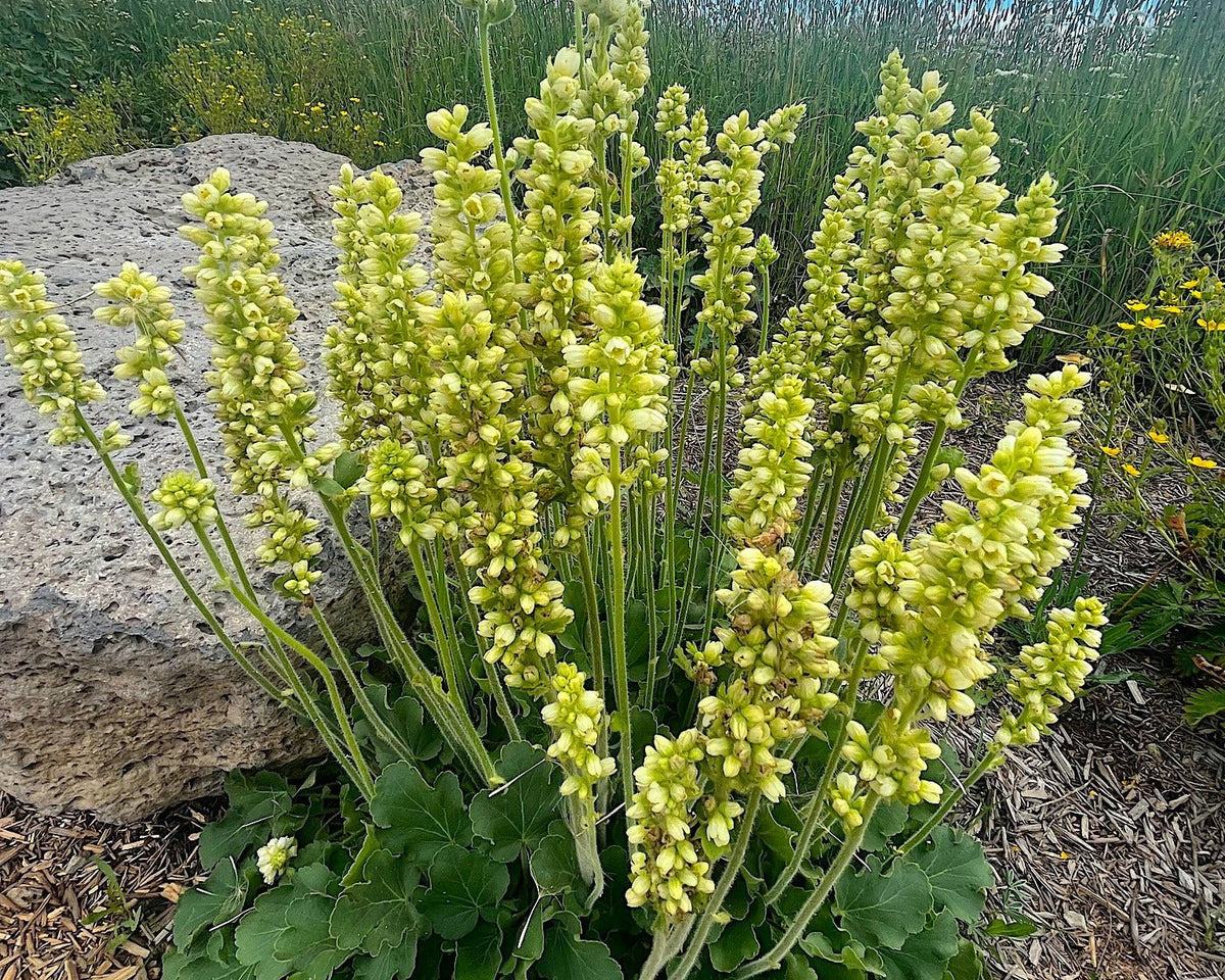 planting heuchera seeds Roundleaf Alumroot Seeds (Heuchera cylindrica) — Northwest Meadowscapes