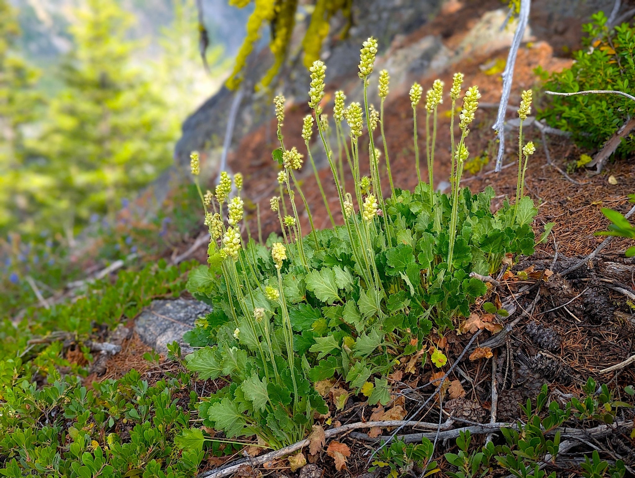 Roundleaf Alumroot Seeds (Heuchera cylindrica) — Northwest Meadowscapes